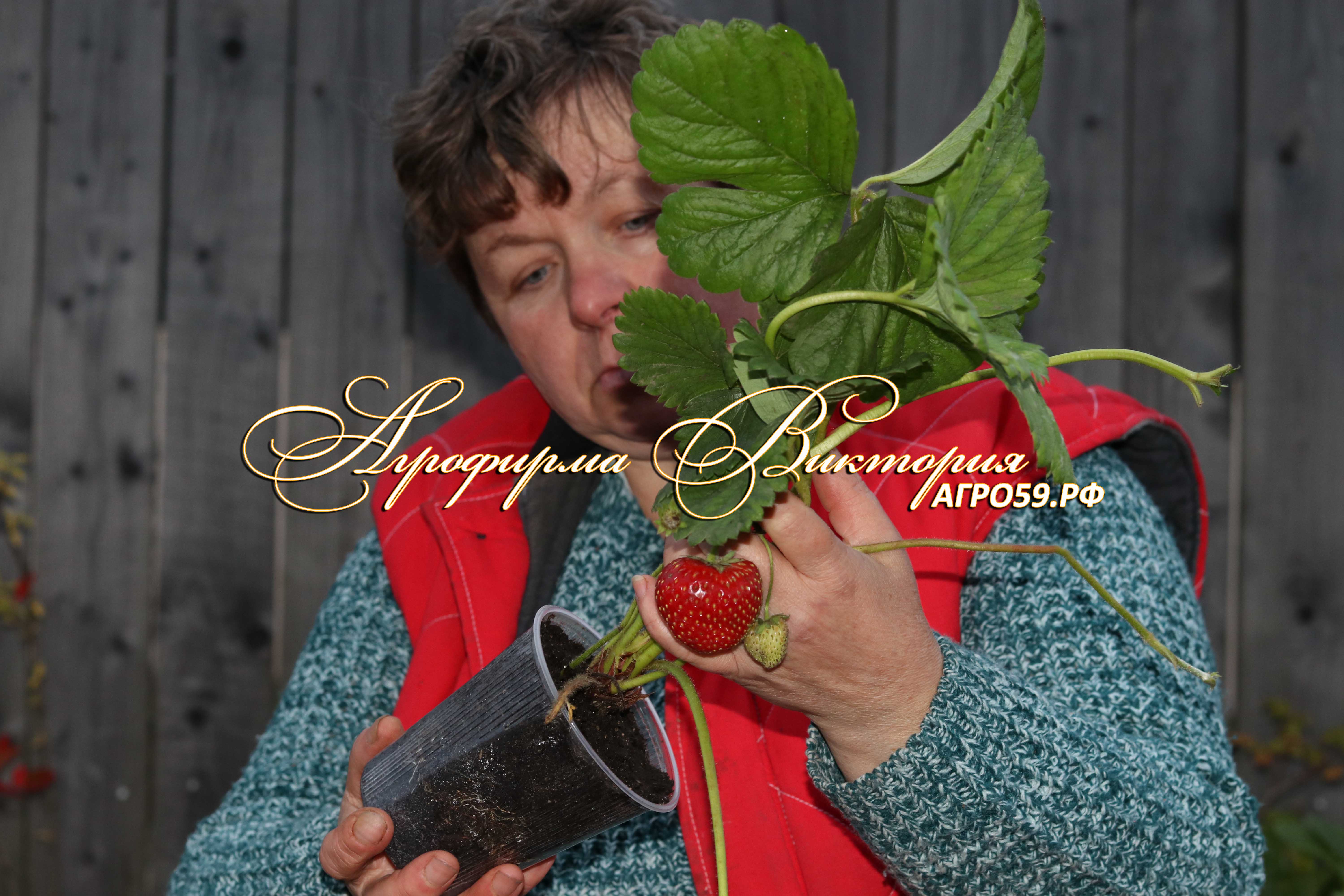 Питомник растений Агрофирма Виктория - Внешний вид саженцев